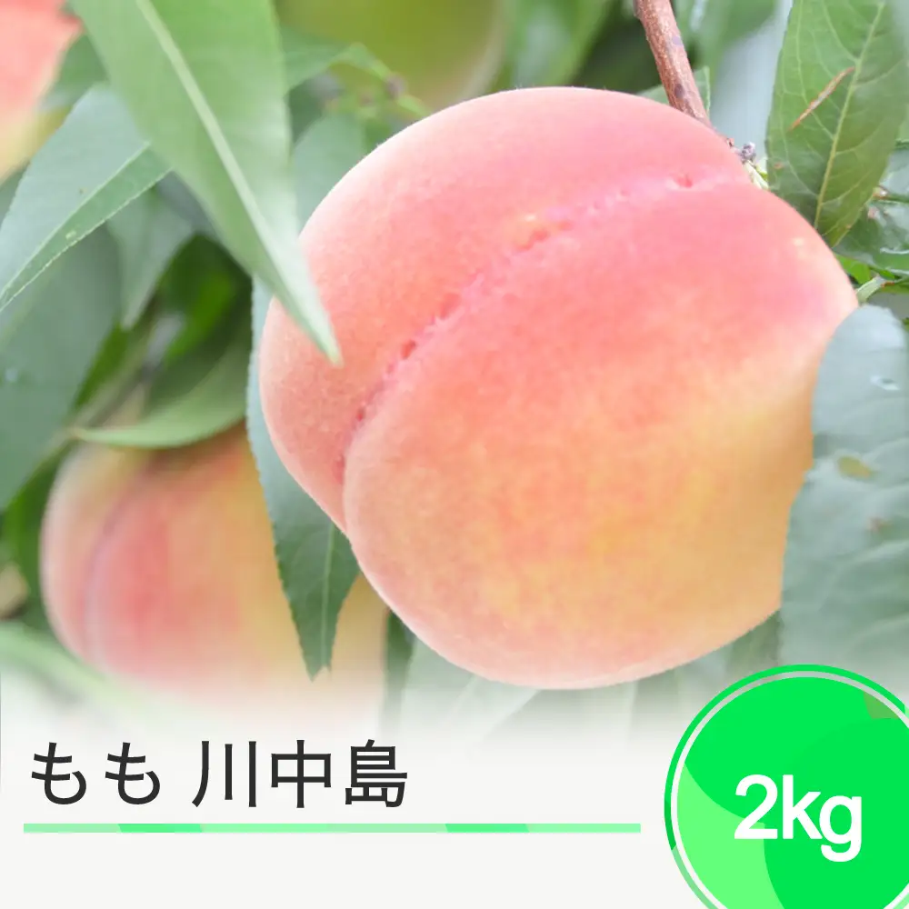 【先行予約】もも 桃 川中島 約2kg 2026年産 令和8年産 果物 フルーツ 果樹 ja-moknx2 ※沖縄・離島への配送不可 7,810円