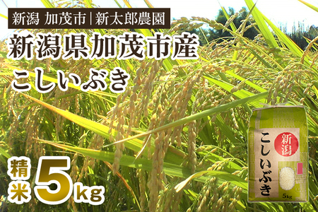 【令和8年産新米】新潟県加茂市こしいぶき 精米5kg（5kg×1袋）《8月下旬～順次出荷》