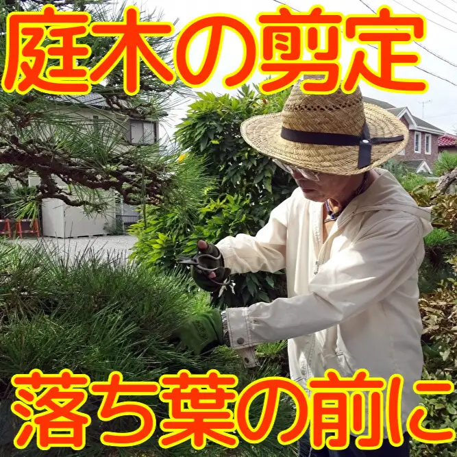 秋田県 能代市 空き家管理 庭木の剪定 故郷の庭木の枝や葉をキレイに剪定します 対象地域：能代市