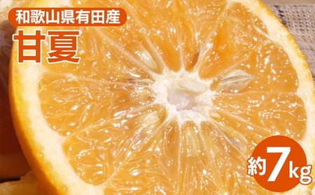 甘夏(あまなつ)秀品[約7kg] 和歌山県有田産 春みかん 【果実サイズおまかせ】｜和歌山県産 柑橘 フルーツ 紀伊国屋文左衛門本舗