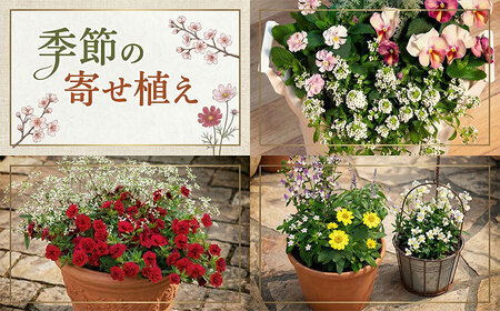 季節の寄せ植え　花 寄せ植え 鉢植え 玄関 鉢花 ガーデニング フラワー ギフト 寄植え