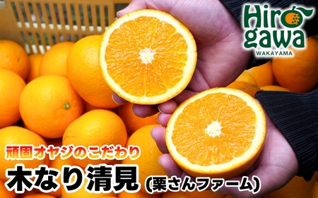 木なり 清見 オレンジ 2kg 頑固オヤジのこだわり / 清見オレンジ 清見タンゴール きよみ 清美 甘い 完熟 和歌山 柑橘 ※3月中旬〜4月上旬に順次発送 【krf009-r-2】
