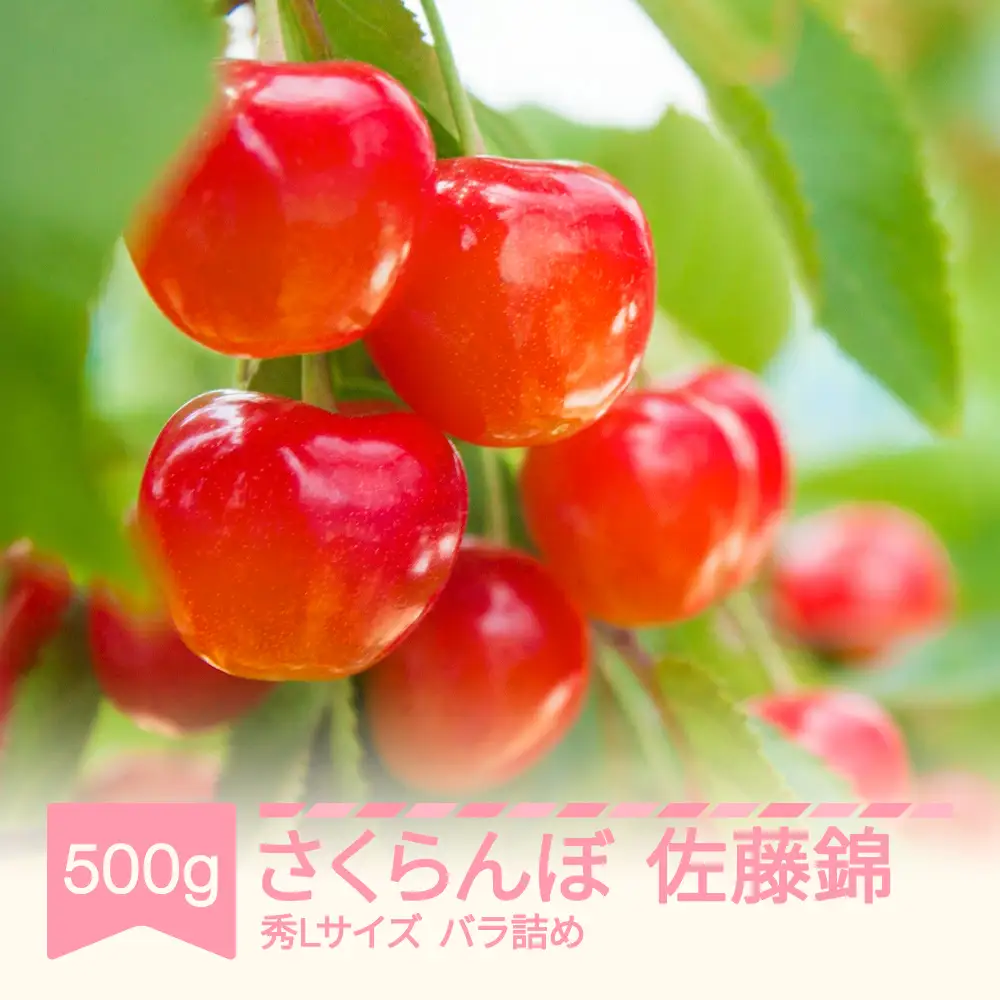 【先行予約】 さくらんぼ 佐藤錦 秀L 500g 令和9年産 ns-snslb500