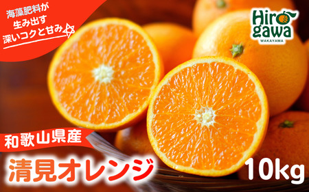 和歌山県の清見オレンジ 10kg 柑橘 ※3月中旬～4月中旬頃に順次発送予定 【aii009-r-10A】