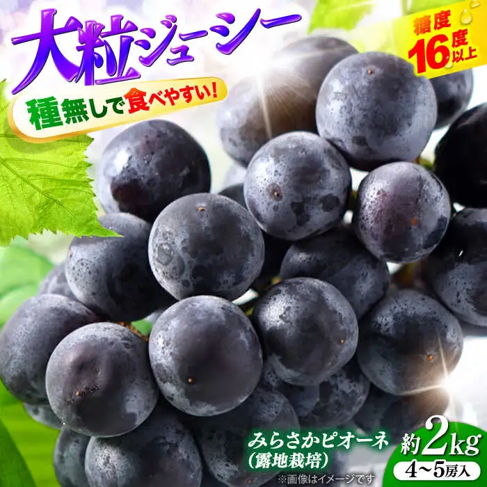 ぶどう みらさかピオーネ2kg APBE004 ぶどう