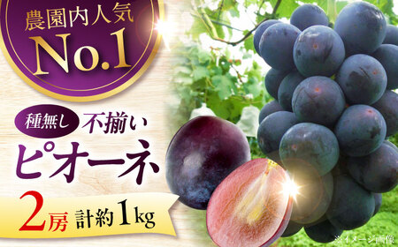  ピオーネ 1kg 訳あり ぶどう 種なし APCK001 ピオーネ