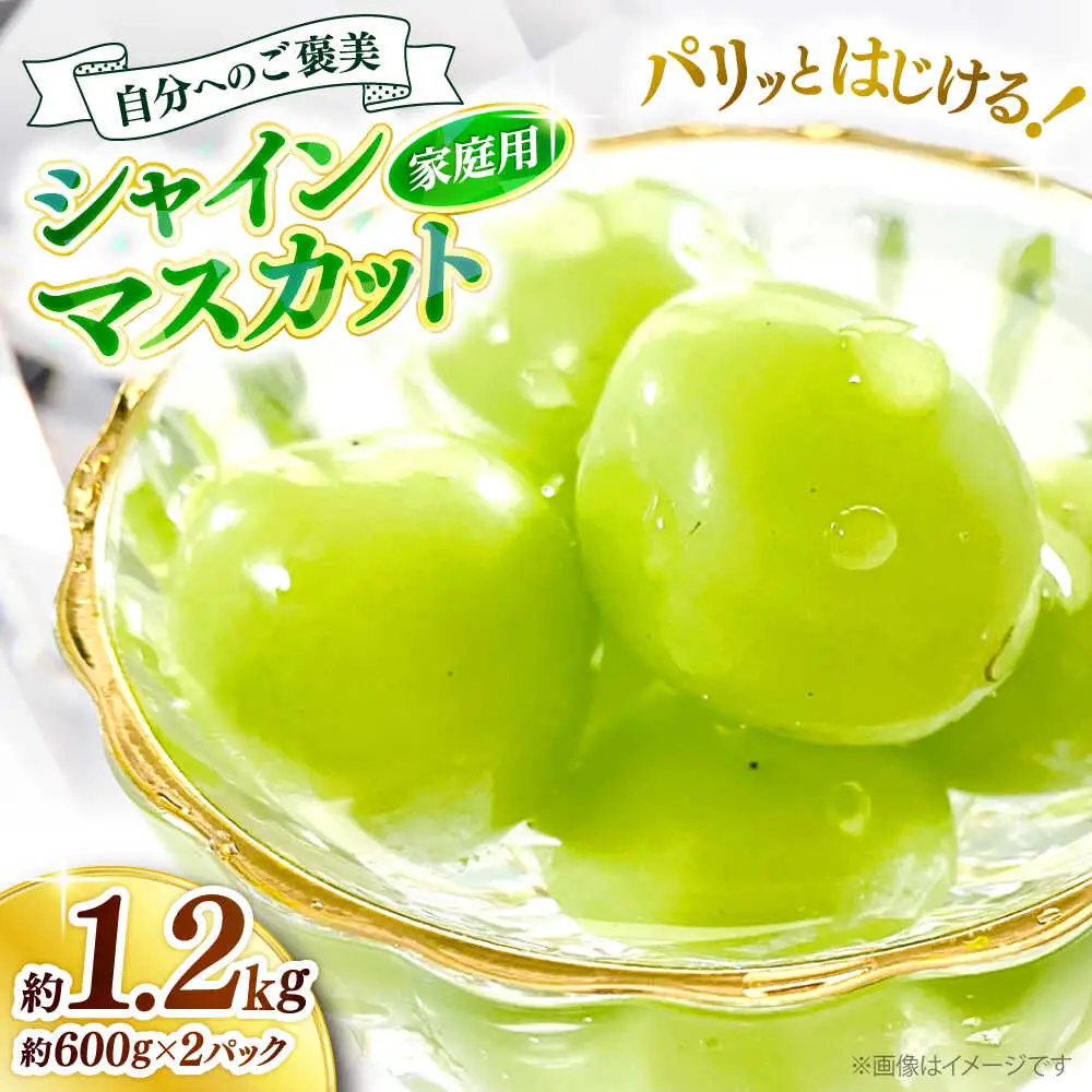 シャインマスカット 約1.2kg [APCM005] シャインマスカット