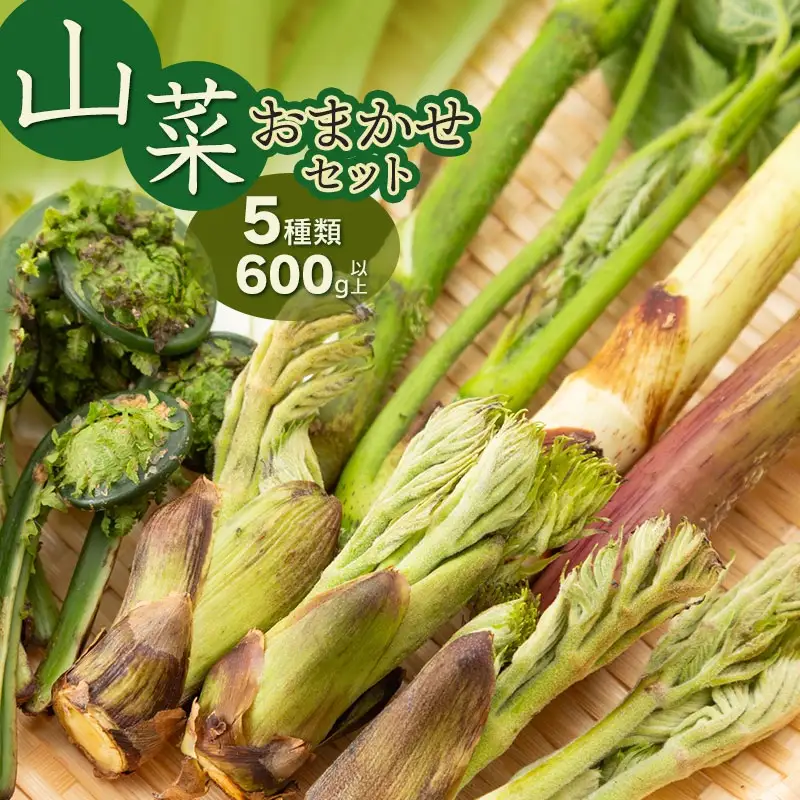 【令和9年発送】 山菜おまかせセット（5種以上） 計600g以上 山形県鶴岡産 グレイスファーム