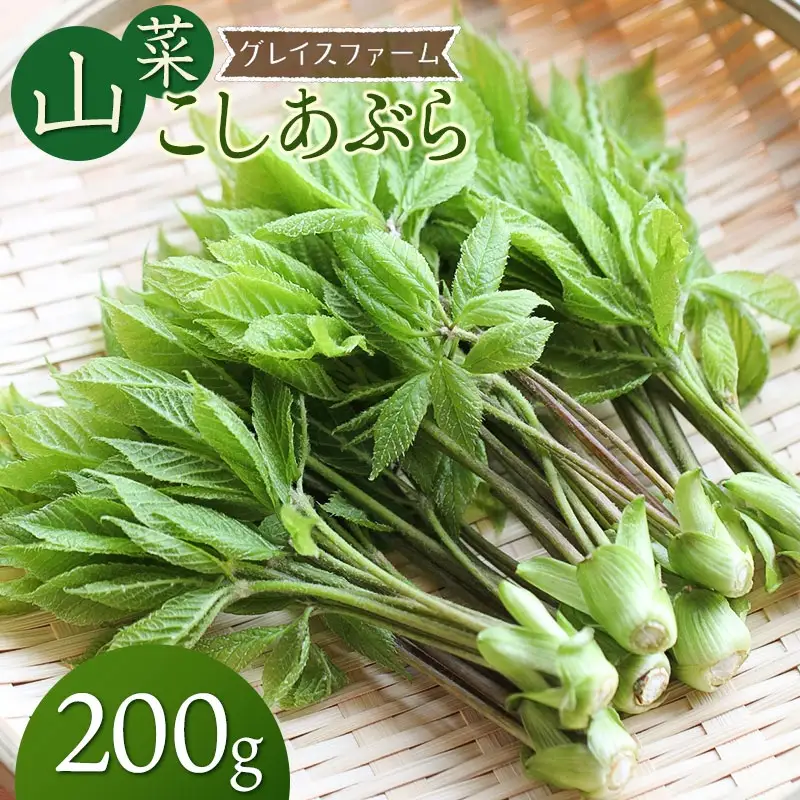 【令和9年発送】山菜 コシアブラ 200g 山形県鶴岡産 グレイスファーム