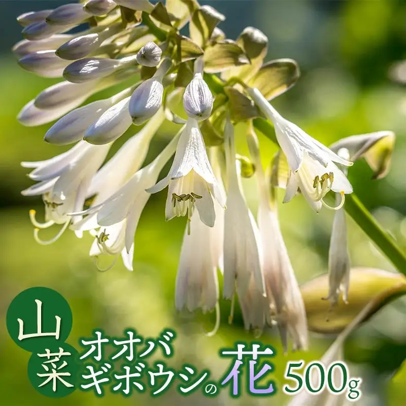 【令和9年発送】 山菜 オオバギボウシの花 500g 山形県鶴岡産 グレイスファーム