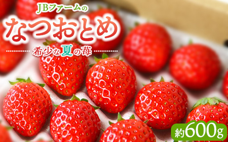 【産地直送】JBファームのなつおとめ（約600g） いちご アフター対応あり いちご ※2026年7月～発送