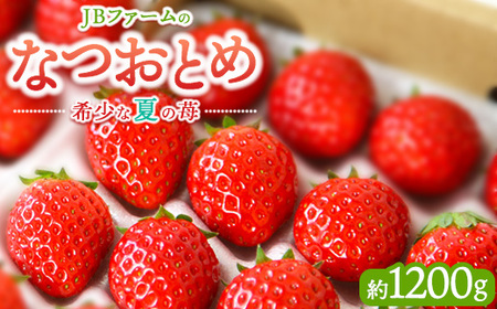 【産地直送】JBファームのなつおとめ（約1200g） いちご アフター対応あり いちご ※2026年7月～発送