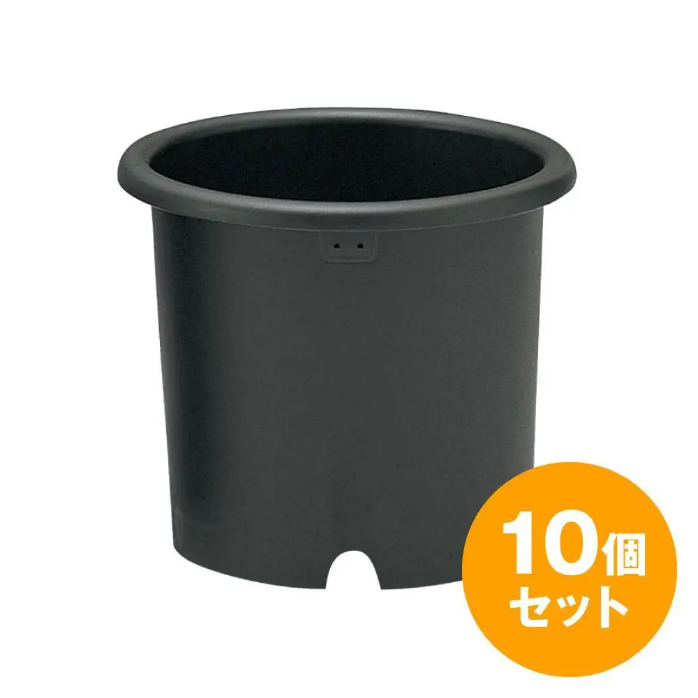 菊鉢8号　10個セット