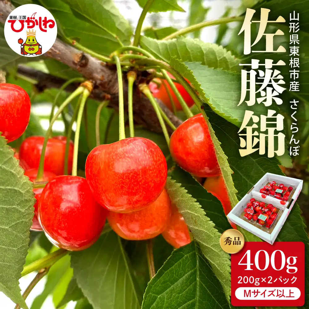 2027年産 さくらんぼ 佐藤錦 秀品 400g Mサイズ以上 さくらんぼ