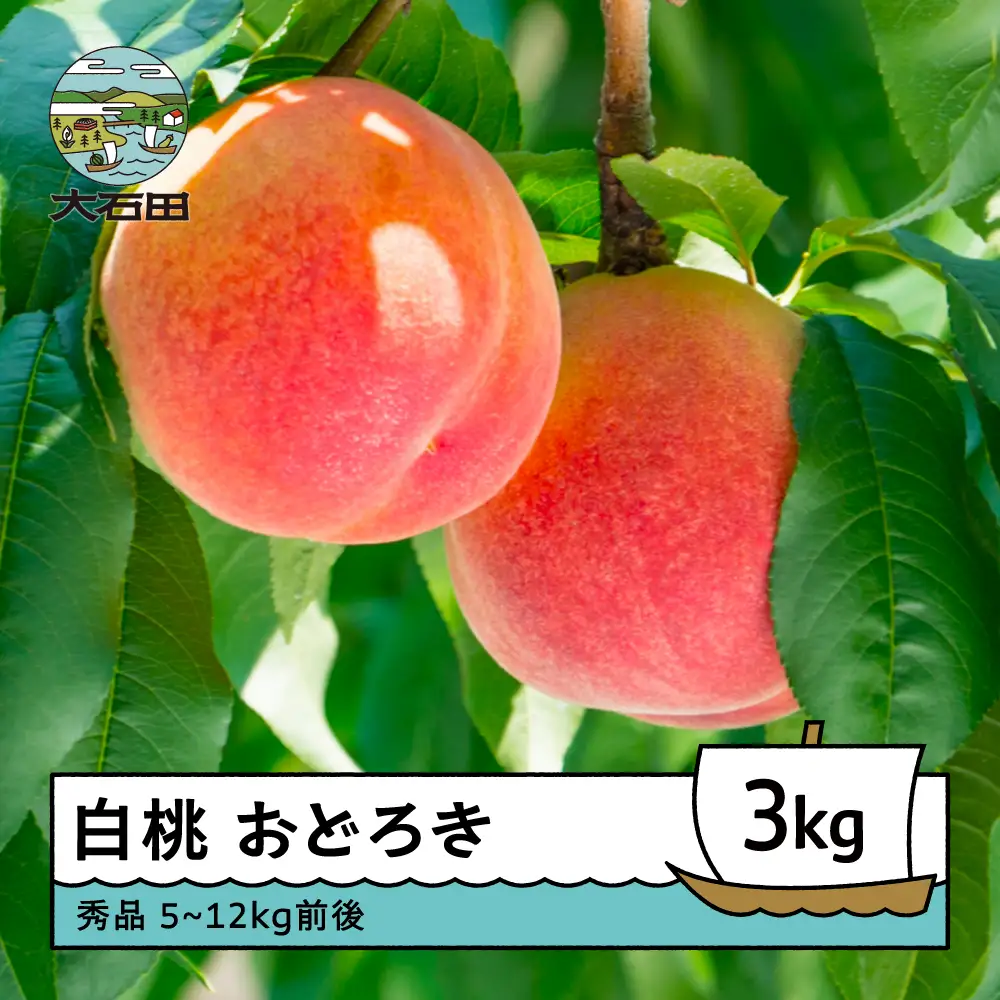 【先行予約】 桃 もも 白桃 品種 おどろき 3kg 山形県産 2026年産 令和8年産 フルーツ 果実 ry-moodx3000