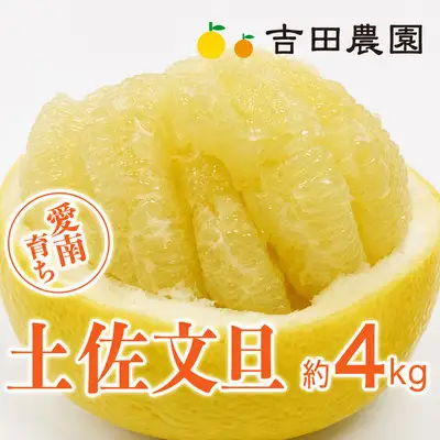 【先行予約】土佐文旦 4kg 土佐文旦 文旦 みかん 高知 に負けない 愛媛 愛南 吉田農園