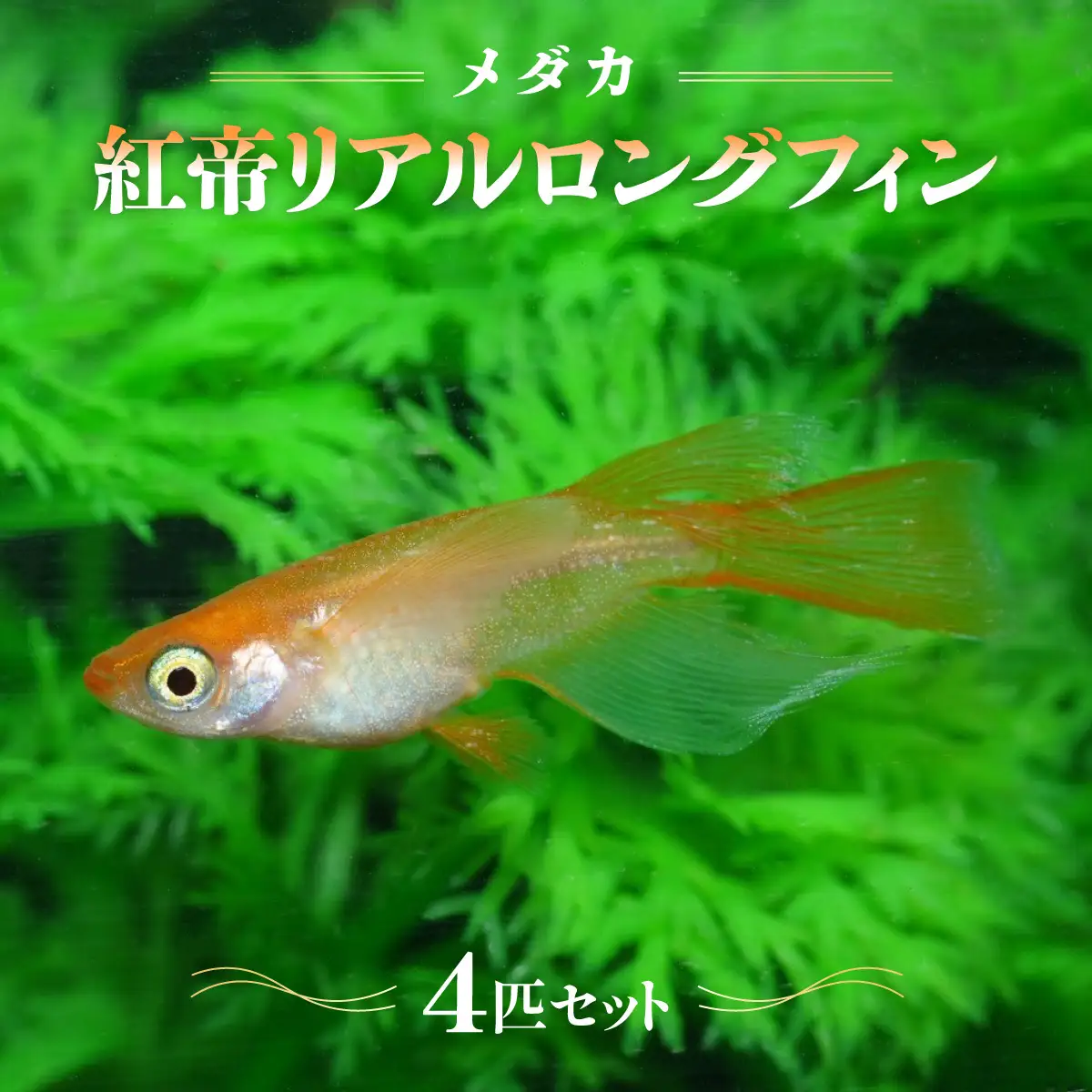 メダカ「紅帝リアルロングフィン」4匹セット HNNAD008