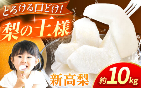 【先行予約】新高梨　約10kg  梨 ナシ フルーツ 果物 【日本フルーツ株式会社】 [ZFJ018]