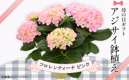 アジサイ 鉢植え ピンク (品種：フロレンティーナピンク) 母の日 感謝 プレゼント 614【長谷川園芸】