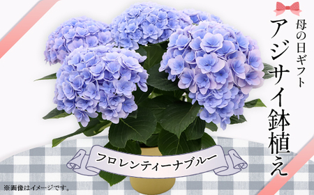 アジサイ 鉢植え ブルー (品種：フロレンティーナブルー) 母の日 感謝 プレゼント 615【長谷川園芸】