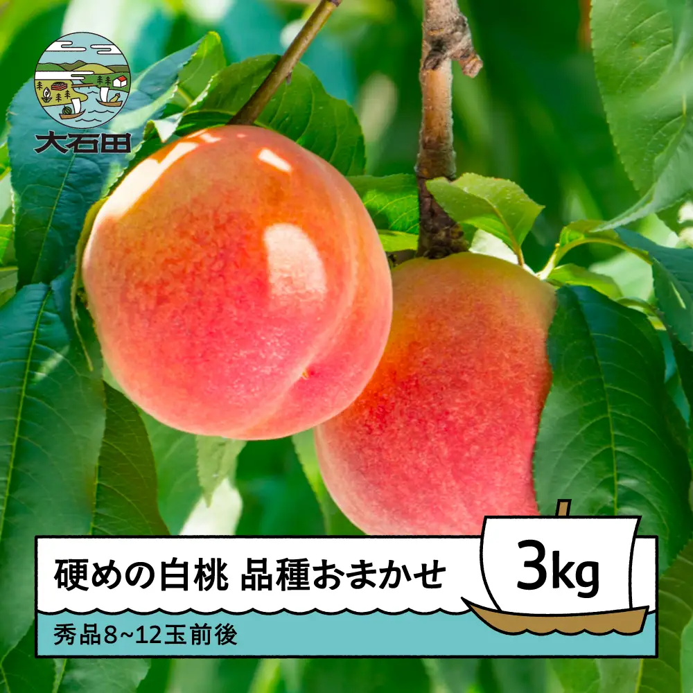 【先行予約】 桃 もも 硬めの白桃 品種おまかせ 3kg 山形県産 2026年産 令和8年産 フルーツ 果実 送料無料 ry-mohth3000