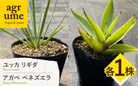 ユッカ リギダ ＆ アガベ ベネズエラ 各1株 Yucca rigida ＆ Agave desmettiana 長与町/アグリューム[EAI217] 