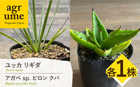 ユッカ リギダ ＆ アガベ sp. ピロン クバ 各1株 Yucca rigida ＆ Agave sp pilon kuba 長与町/アグリューム　[EAI218] 