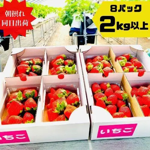 《限定3月発送》  朝採り同日出荷 いちご　御前崎産かおり野　2kg(250g×8パック)