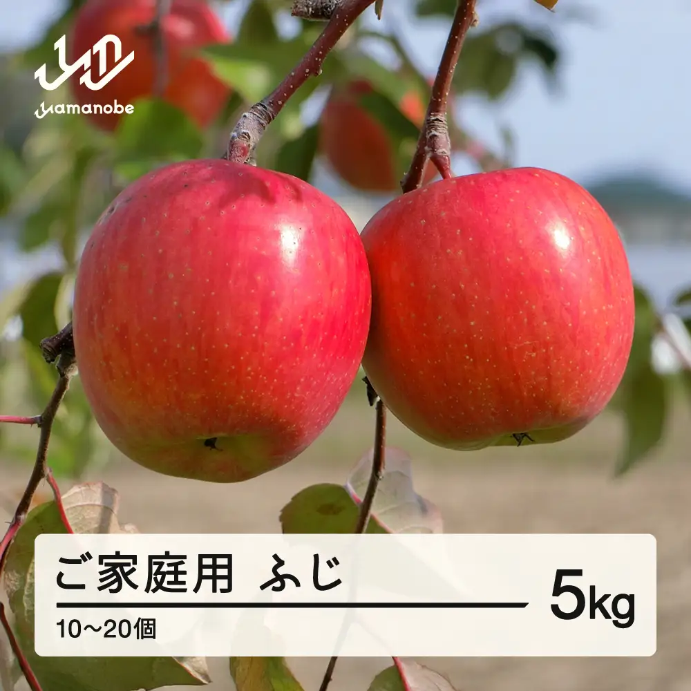 2026年 山形県産 ご家庭用 ふじ りんご 5kg（10~20個) 2026年11月下旬頃から順次発送 tj-risfk5