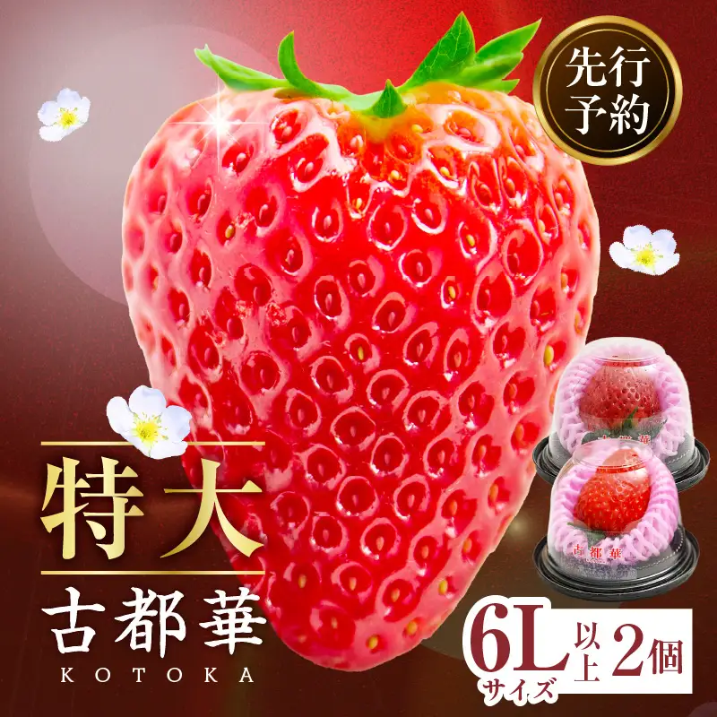 【2027年2月～3月発送】贈答用：完熟「古都華」奈良ブランドいちご特大6Lサイズ以上2個　 先行予約 ことか 甘い 糖度 濃い 濃厚 果汁 濃赤 香り 朝摘み いちご イチゴ 苺 フルーツ 果物 くだもの ご褒美 ごほうび 贈り物 ギフト プレゼント 冷蔵 奈良県 生駒市 送料無料