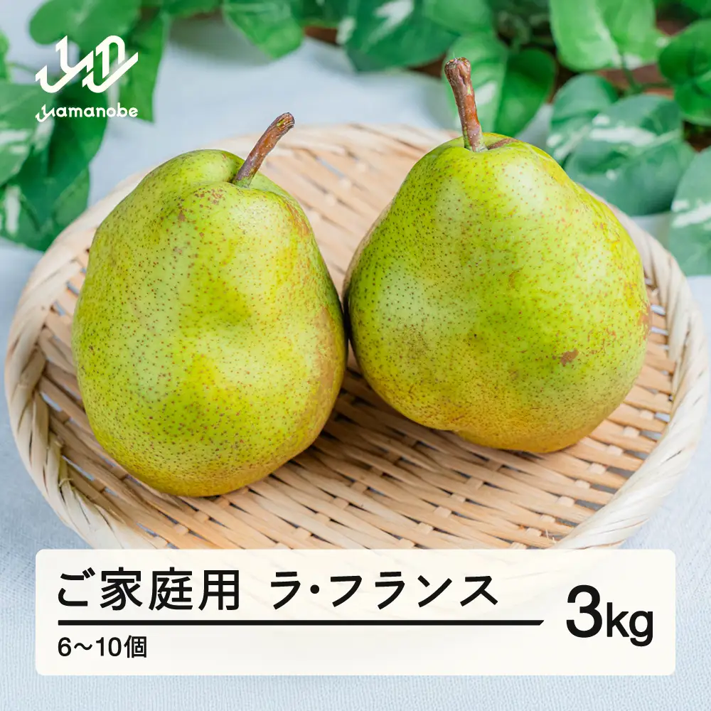  2026年 山形県産 ご家庭用 ラ・フランス 3kg（6~10個） ラフランス 洋梨 2026年10月下旬頃から順次発送 tj-lakxx3