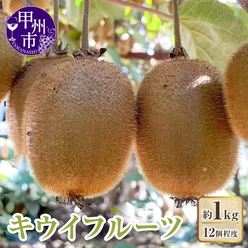キウイフルーツ 約1kg（12個程度）【2026年度発送】（KFT）A09-1810