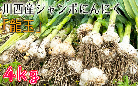 竹害解決×名産開発】川西市の新名産「ジャンボにんにく」をお届けし