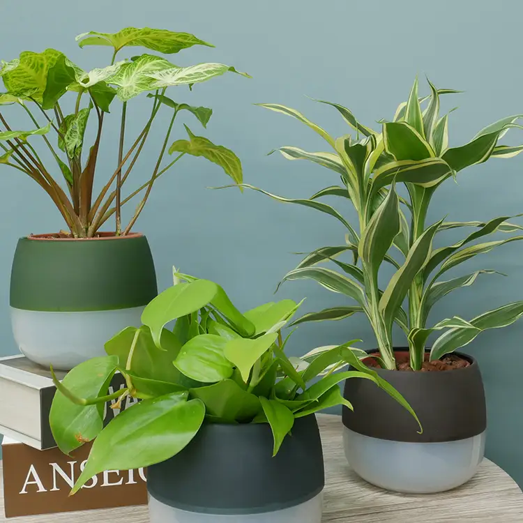 観葉植物 ハイミニビビアースカラー おまかせ 3個 セット