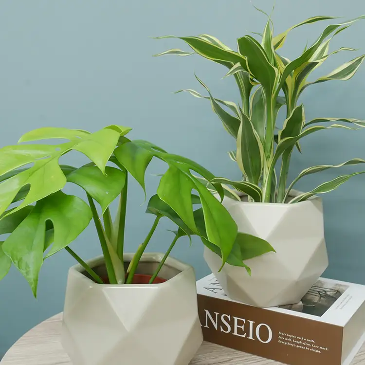 観葉植物 ハイミニポリゴン ベージュ おまかせ 2個 栄養剤 1本 セット