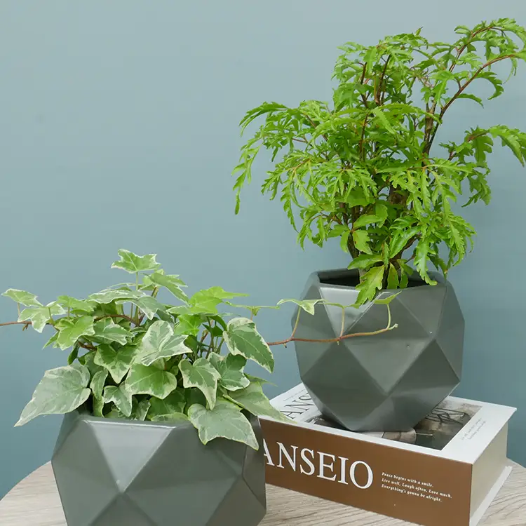 観葉植物 ハイミニポリゴン ダークグレー おまかせ 2個 栄養剤 1本 セット