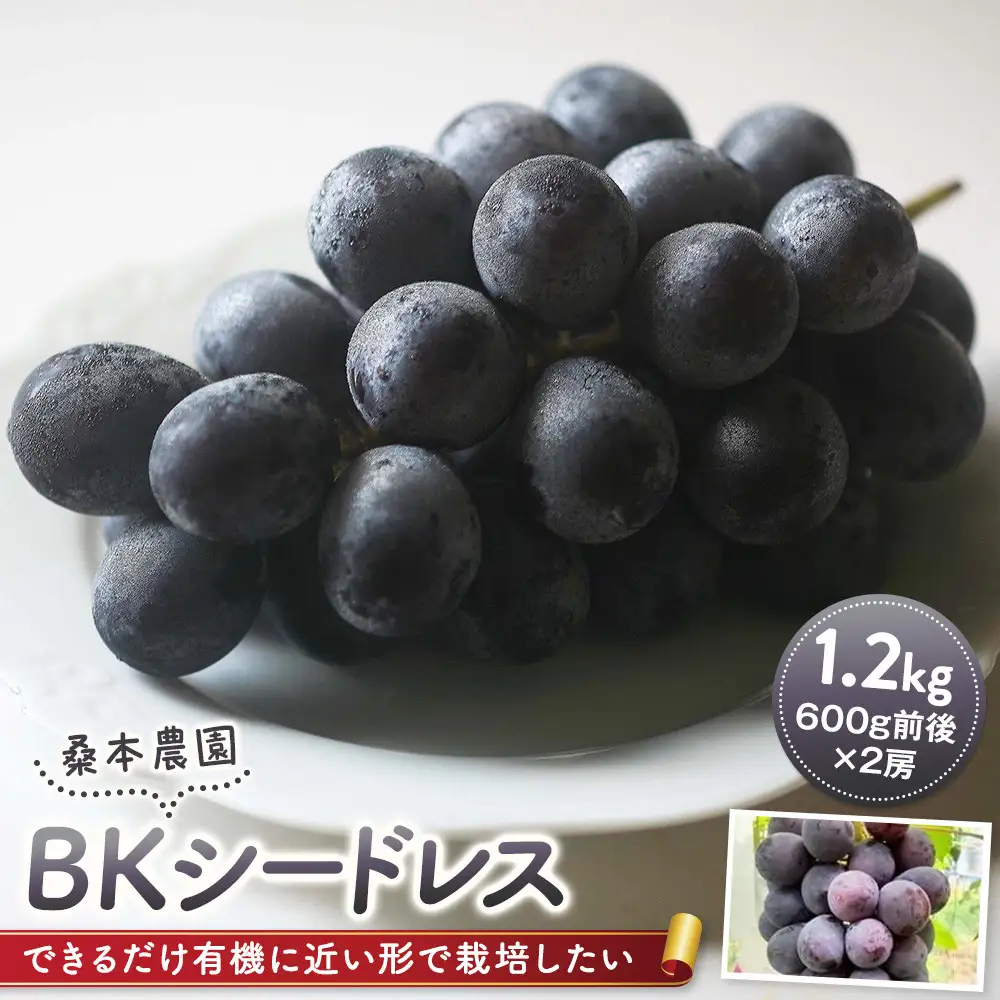 「できるだけ有機に近い形で栽培したい」 桑本農園 BKシードレス 1.2kg（600g前後×2房）| BKシードレス