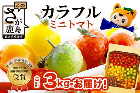 岩永さんちのカラフルミニトマト(5色) 約3kg |【農林水産大臣賞受賞】有機肥料・化学肥料不使用｜生産者直送 野菜 とまと サラダ おやつ お弁当 ふるさと佐賀県 鹿島市 【1月以降より順次発送予定】D-221