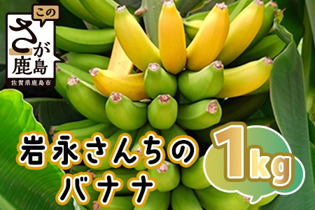 貴重！鹿島産バナナ 約1kg（5～8本）｜岩永さんちのバナナ 安心安全 栽培期間農薬不使用 上品な甘さ＆もちもち食感 生産者直送 おやつ 朝食 国産 果物 フルーツ ばなな 佐賀県 鹿島市 人気 B-824