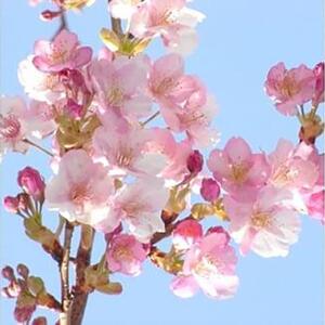 春の訪れを知らせる人気の庭木　河津桜　(庭木・果樹)