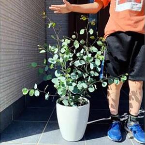 ボリュームのある ユーカリ ポポラス苗 7号(21cm)化粧鉢(ガーデニング用)
