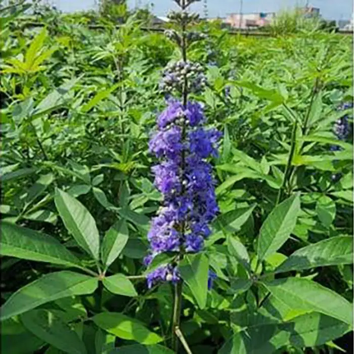 夏に穂状の薄紫色の綺麗な花を楽しみませんか?　セイヨウニンジンボク(庭木・果樹)
