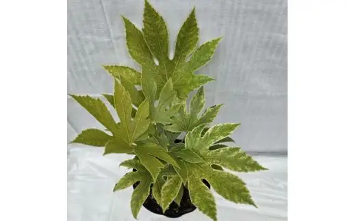 日陰で育つ綺麗な植物 斑入りヤツデ 紬絞り
