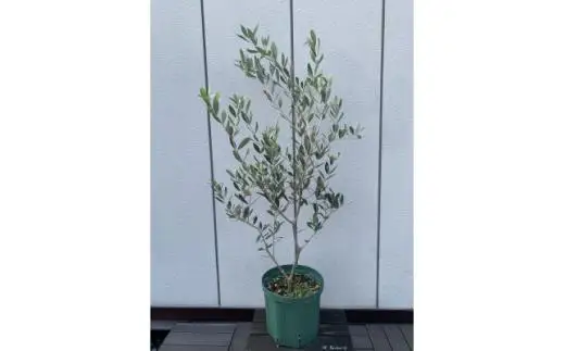 癒しの空間　　オリーブの木　品種ミッション　〈プラス樹〉