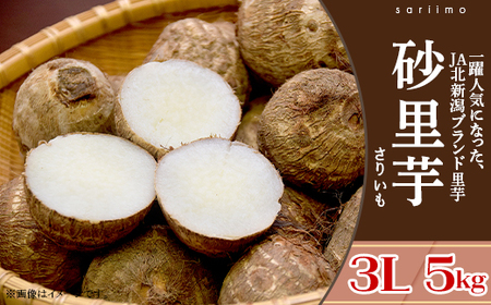 聖籠産 砂里芋（さりいも）3L 5kg【JA北新潟ブランド里芋】2026年10月下旬～順次発送