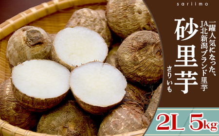 聖籠産 砂里芋（さりいも）2L 5kg【JA北新潟ブランド里芋】2026年10月下旬～順次発送