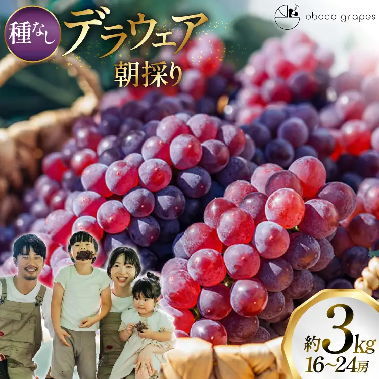 【期間限定発送】 ぶどう デラウェア 16～24房 約 3kg 朝採れ