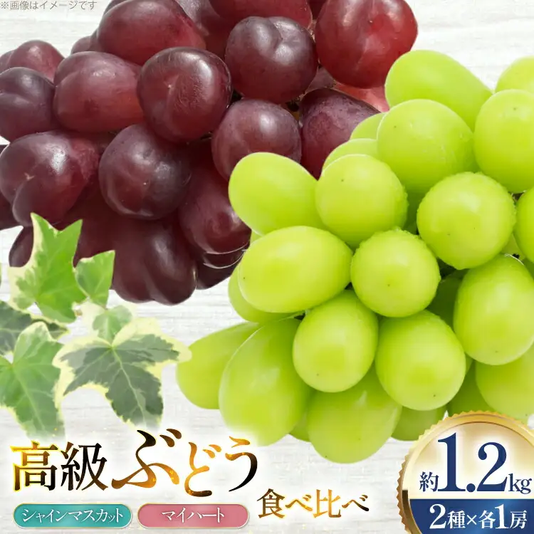 【期間限定発送】 ぶどう 食べ比べ 高級ぶどう シャインマスカット マイハート 各1房 約1.2kg 詰め合わせ セット