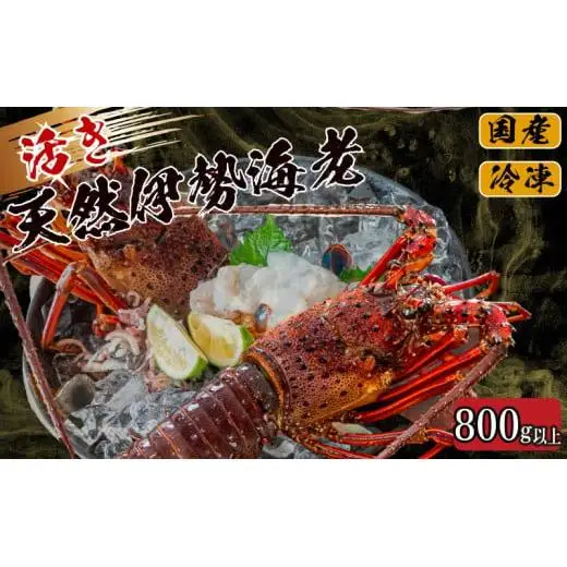 【 イセエビ 】 イセエビ800g以上