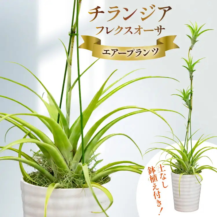 AI176 鉢植えで飾る チランジア フレクスオーサ